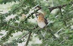 Chestnut Weaver